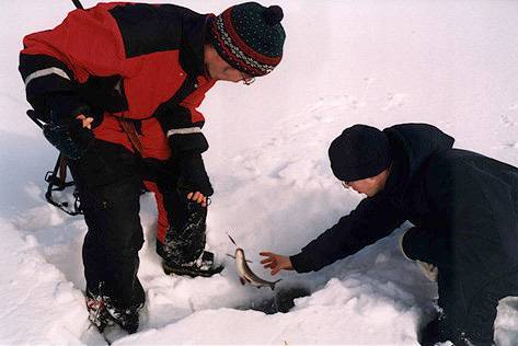 Miikka valmiina nappaamaan