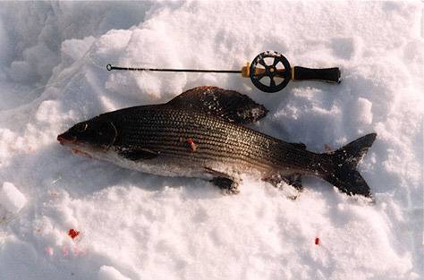 Pilkkini ja 44 senttinen harjus