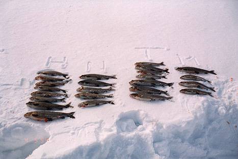 Harjuksia vierekkäin