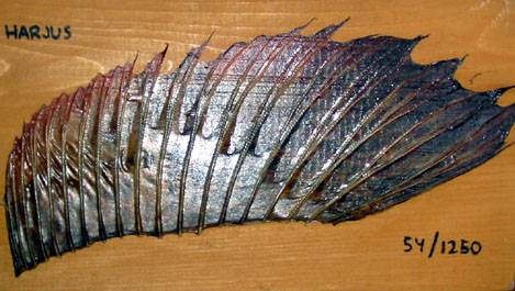 Harjuksen selkäevä